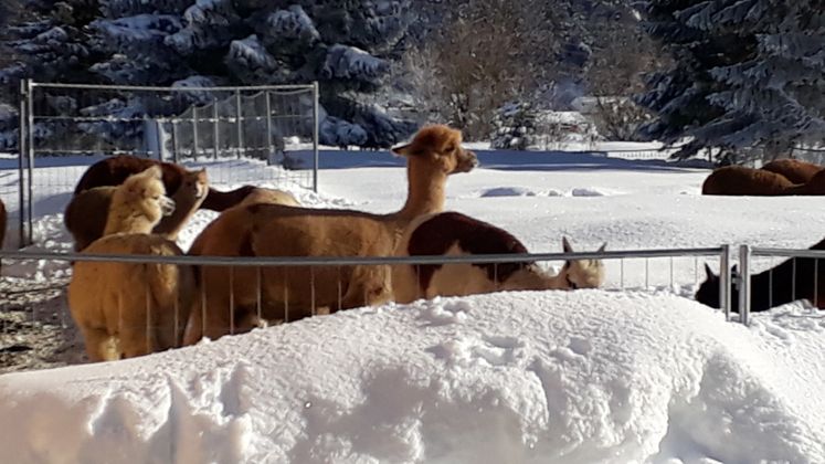 Alpakas im Moos bei Biberwier.