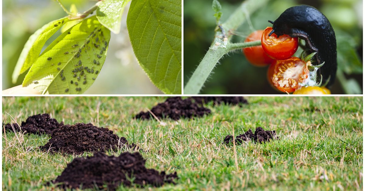 Wühlmaus, Schneck’ und Laus Was tun gegen Schädlinge im Garten
