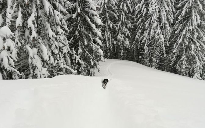 Hündin Liska in Westendorf/Wasserbühel. Schnee bis zu den Hüften.