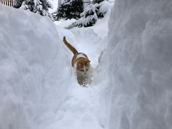 Der Katze gefällt's.