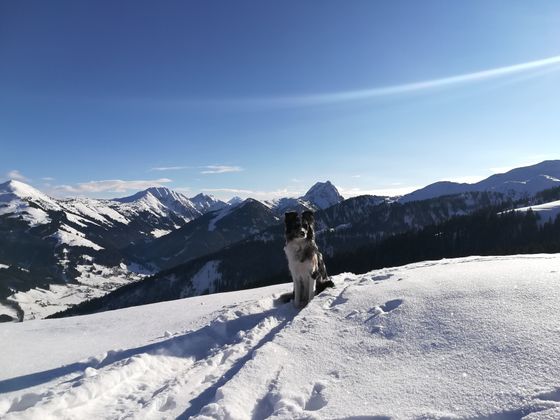 Skitour zum Gaisberg über Brixenbachalm und Wiegalm Brixental.