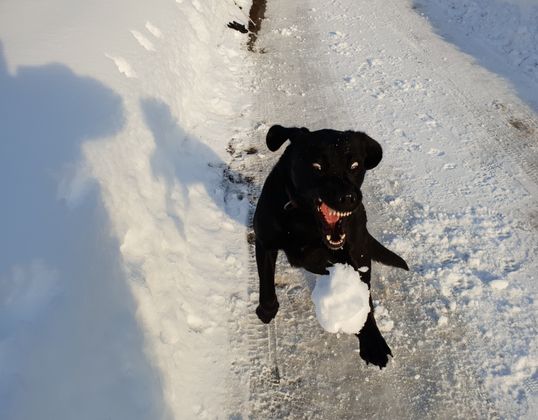 Dieser Hund hat in Oberau viel Freude mit seinem Schneeball.