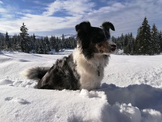 "Im Winter darf ICH endlich auch auf dem Golfplatz in Westendorf spielen."