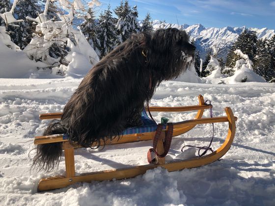 Pablo, der Rodelkönig vom Großvolderberg.