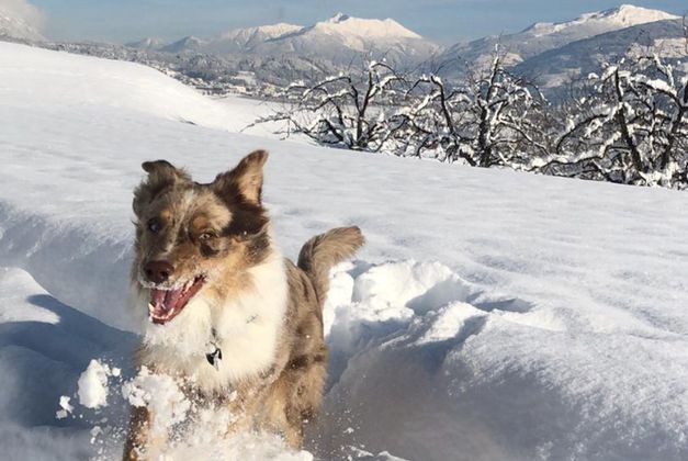 Australian Shepherd Simba im Schneegestöber in Thaur.