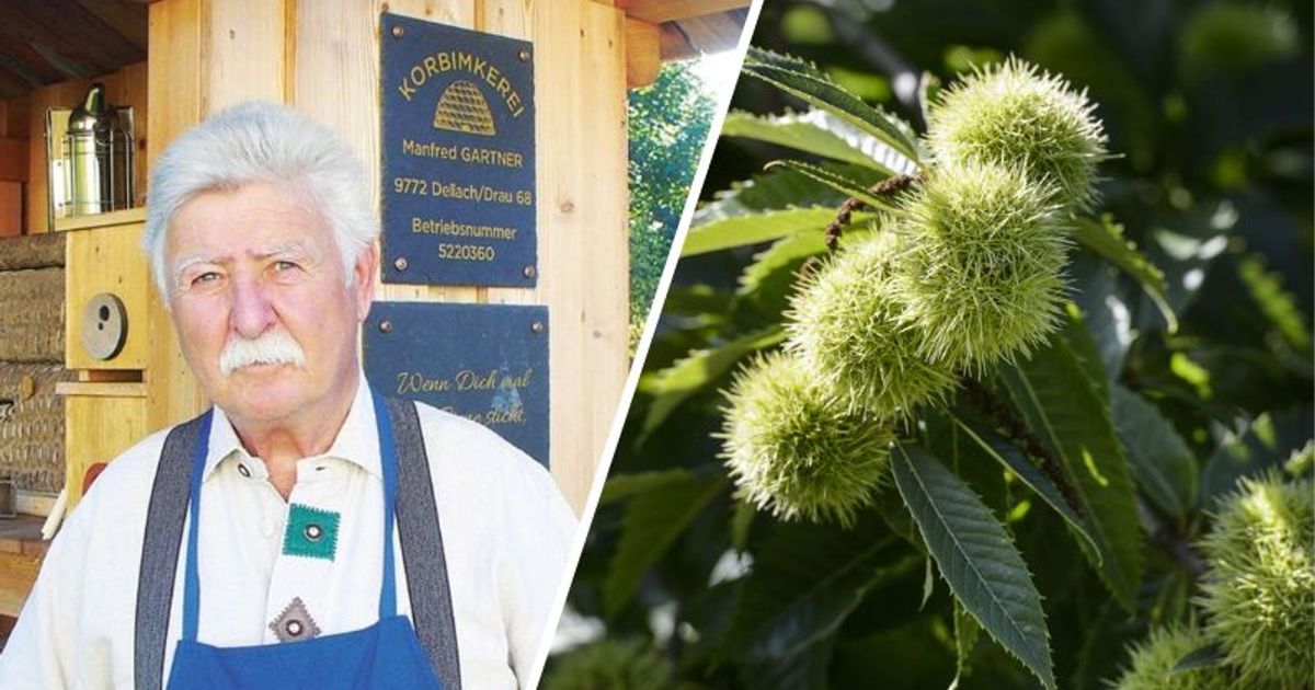 Jetzt ist MaroniZeit Alles rund um die Kastanie, ihren Anbau und die