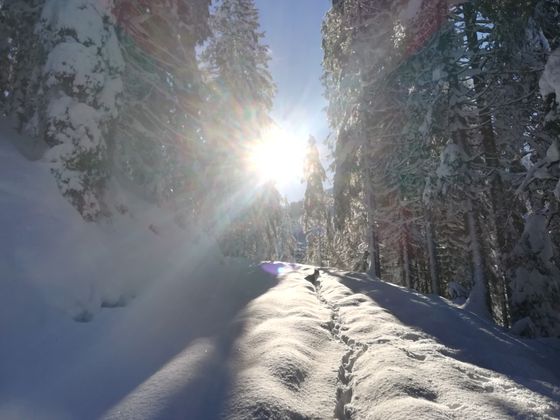 Hündin Liska beim Spuren in der Windau Westendorf.