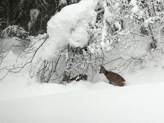 Gisela Huter aus St. Johann in Tirol schickte uns das Winterfoto.