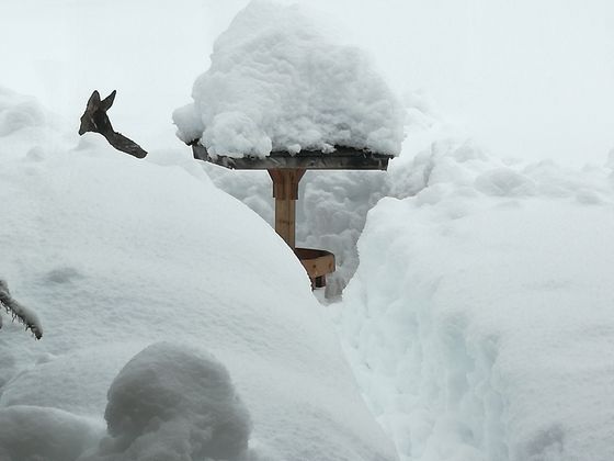 Die Rehe in St. Johann in Tirol haben es derzeit schwer.