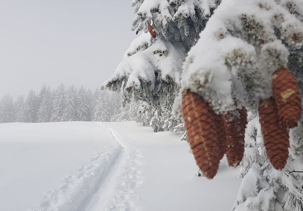 Winterimpressionen aus Brixen im Thale.
