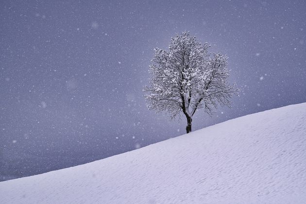 Ein einsamer Baum trotzt Schnee und Kälte.