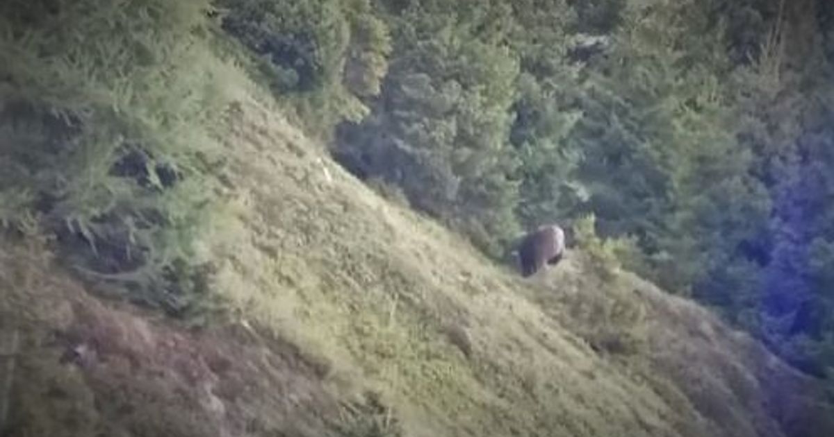 Mehr FakeVideos von Bären und Wölfen in Tirol im Umlauf Experten warnen Tiroler Tageszeitung